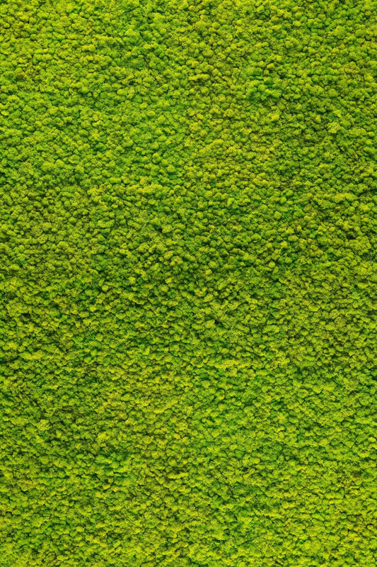 Green moss