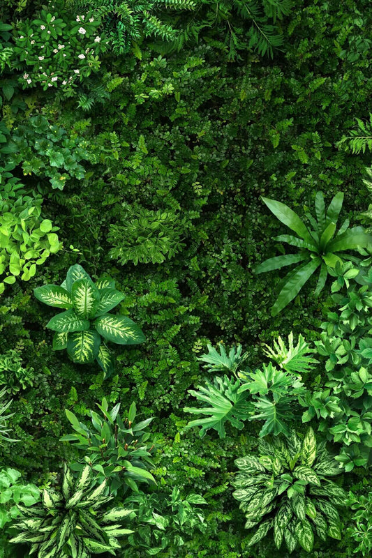 Tropical jungle